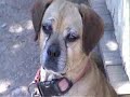 Sandy our Puggle