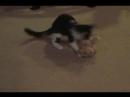 cute calico kitten @ play!