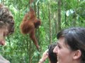 Orangutanes en Sumatra 2