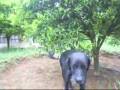 videos de mauricio o cão ninja
