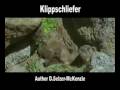 Klippschliefer Tiere Animals Natur SelMcKenzie Selzer-McKenzie