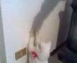 Il gatto alla caccia dell'ombra - parte prima