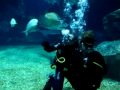 Planet Scuba - Diving with Sharks
