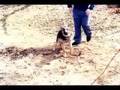 Nancy Leider: Kill your Pets Before the '03 Pole Shift