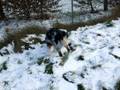 videos de Eyko und der erste Schnee seines Lebens