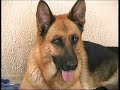 Cuccioli di pastore Tedesco Deutsche Schaferhund