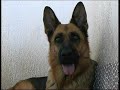 Cuccioli di pastore Tedesco Deutsche Schaferhund