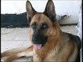 Cuccioli di pastore Tedesco Deutsche Schaferhund