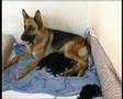 Cuccioli di pastore Tedesco Deutsche Schaferhund
