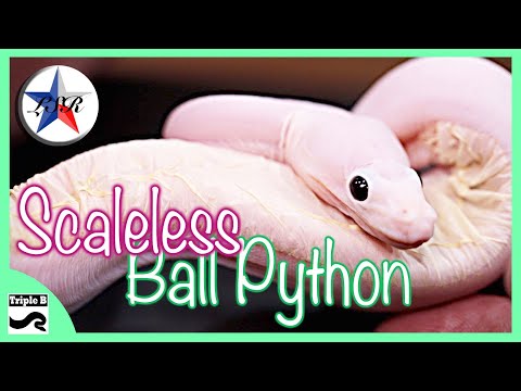 YouTube reptile video