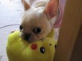 No.016 Pikachu vs Fuku Round 2『ピカチュウ vs フク・第2ラウンド』Fukuchan-nel
