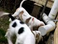 Too many puppies!!