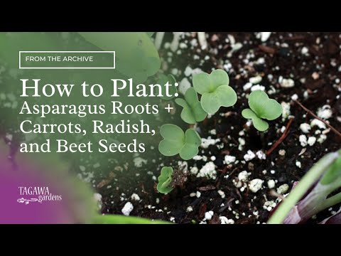 how to grow jicama from seeds