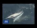 Dolphin try to save its friend