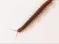 Giant centipede found in the UK
