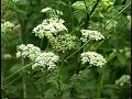 Hemlock