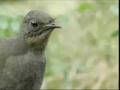 Voice Vogel