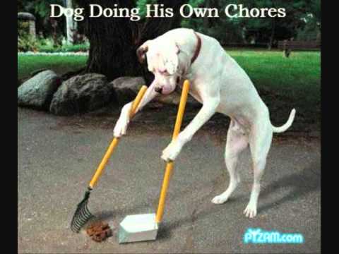 Cats and Dogs - Video of invisible cats and dogs as well as other random shit. Link: https://www.facebook.com/googlememe.