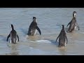 Pengiuns at Boulders Bay, South Africa