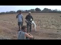 DGMaroc Tourterelle