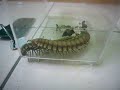 Huge millipedes, La Selva, Costa Rica