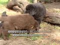 Newfoundland pups