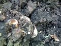 snake eggs in a broke down tree