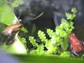 oophaga pumilio almirante