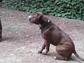 See video