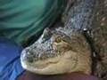 Pet Alligator