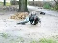 Doi betivi se chinuie sa se ridice din noroi :))))