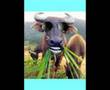 Mad Cow Is Horny