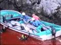 Dolphin Mass Murder