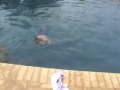 videos de Madi Swimming in Clothes
