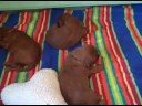 Dorigan Irish Setter puppies, 3 weeks old. Oct 16 2008