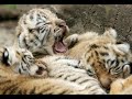 bébés tigres