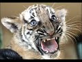 B�b�s tigres