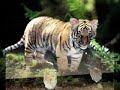 bébés tigres