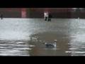 videos de 1-12-2008 160 cm acqua alta eccezionale venezia 2.MOV