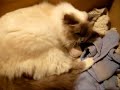 naissance de chatons birmans 