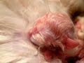 naissance de chatons birmans 