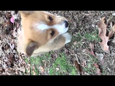 AKC Sunnis Boy red and white corgi