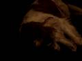 Stitch - Dog Snoring