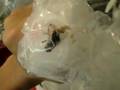 fly giving birth 