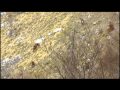Harde d'isards et biches - Massif du Gar - 31