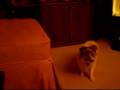 Jazz - the smart arse dog