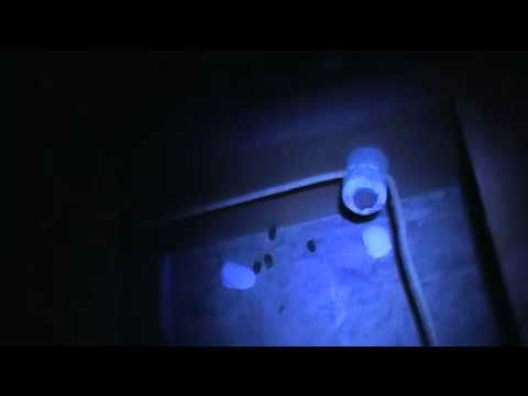 how to eliminate roof rats