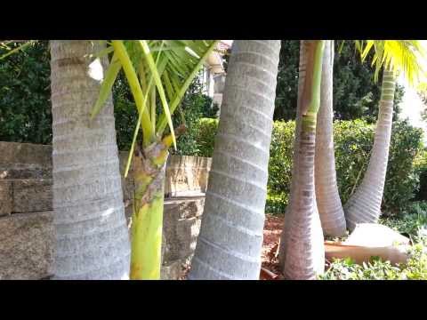how to transplant golden cane palms