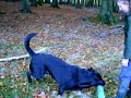 Labrador Training Suche Search
