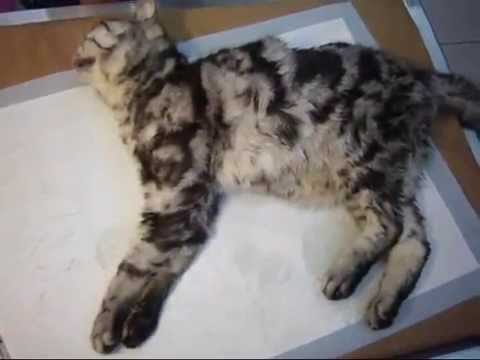 how to treat ckd in cats